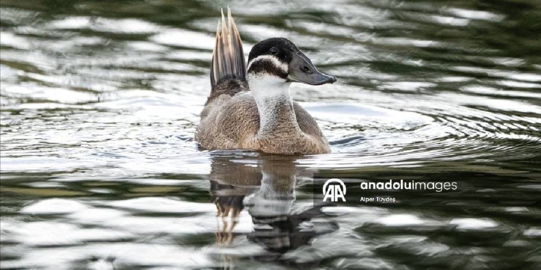 Nesli tükenmekteydi, Kocaeli’de görüntülendi! Rengiyle duruşuyla hayran bıraktı: Dikkuyruk ördekleri 3
